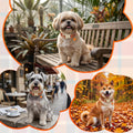 Fall Dog Collar, Autumn Dog Collars with Plaid Pattern, Adjustable Cotton Puppy Collar for Small Medium Large Dogs, Cute