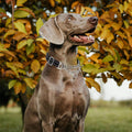 Martingale Collar for Dogs with Chain,Heavy Duty Dog Collar for Medium Dogs
