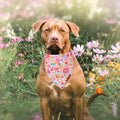 ADOGGYGO Floral Dog Bandana 2 Pack, Reversible Pink Daisy Pet Scarf Bib, Adjustable Fit Cute Flower Bandanas for Medium Large Dogs Pets (Large)