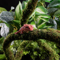 USMOLA Moss Vine for Reptiles, Bendable Climbing Vines Reptile Tank Accessories, Natural Moss Rope for Leopard Gecko, Li
