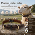 Genuine Leather Goat Collar with Brass Bell,M-22 (Neck Fits 15-19in)
