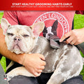 Warren London Gentle Touch Slicker Brush for Puppies & Small Dogs