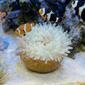 Anemone Nest, Saltwater Aquarium Accessories, Anemone Ideal Habitat, Nipple Nest for Aquarium Aquascaping (Flat Mouth 2.