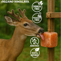 Himalayan Salt Lick On Rope 3.5-4 lb Each (Pack of 3) for Horses, Deer, Goats & Livestock | Natural, Mineral-Rich, Long-