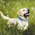 Chain Martingale Collar for Dogs, Dog Training Choker Collar-Bule L