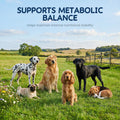 Vitamin E for Dogs Powder - Dog Vitamins & Antioxidant Support - Skin & Coat Support, Immune & Liver Function - Daily Dog Supplements & Vitamins with Fish Oil & Zinc - 60 g