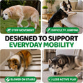 Glucosamine for Dogs - 240 Chews - Hip and Joint Supplement for Dogs - Advanced Glucosamine Chondroitin Treats with MSM - Joint Pain Relief - Large & Small Breed - Mobility Support - Made in USA