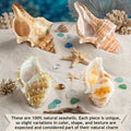 Finalery 8PCS Hermit Crab Shells，Medium & Large Natural Conch Shells