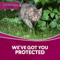 ZoGuard Plus Flea and Tick Prevention for Small Cats – Flea & Tick Prevention for Cats Over 1.5lbs (3 Doses)