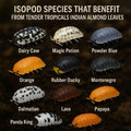 Leaf Litter for Isopods – 80 Pcs 4" Natural Indian Almond Catappa Leaves for Bioactive Vivariums, Terrariums & Aquariums
