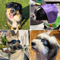 PETLESO Dog Goggles Medium Breeds, Clear UV Protection Dog Sunglasses with Black Replaceable Lenses, Adjustable Dog Glasses for Outdoor Activities Hiking/Camping Windproof Pet Eyewear