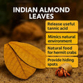 Hermit Crab Tank Accessories – 10 Pcs 6" Indian Almond Catappa Leaves, Natural Leaf Litter for Hermit Crab Habitats, Aqu