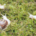 4oz Moss Substrate for Pet Snails, Terrarium Substrate Supplies for Maintaining Humidity in Snail Tanks and Habitats