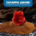 SunGrow 10 Indian Almond (Catappa) Leaves 4″-7″ for Betta Fish – Natural Aquarium Water Conditioner, Adds Tannins, Lower