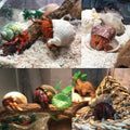 SINKOO 6PCS Hermit Crab Shells Medium to Large, Natural Sea Conch 2.3"-3.5"