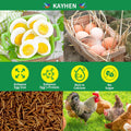 KAYHEN Dried Black Soldier Fly Larvae 10LB Non-GMO BSF Larvae for Chickens More Calcium Than Mealworms High-Protein Chickens Treats for Layer Hens Wild Birds Ducks