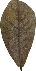 Awesome Aquatic Aquarium Catappa Indian Almond Leaves, 10 Count, 4–6 Inch