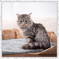 Tegeme 12 Pcs Puppy Blanket for Litter Dog Cat