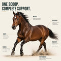 Horse Joint Supplement Powder – MSM, Glucosamine & 8 Amino Acids