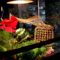 PINVNBY Bearded Dragon Hammock,Reptile Lounger Natural Seagrass Lizard Hammocks Habitat Tank Accessories Jungle Climber 