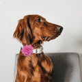 Dog Collar Flowers Attachement Bow Tie Accessories for Pet Grooming 4pcs