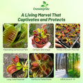 Outsidepride Venus Flytrap Seeds - 10 Pcs Perennial, Unique & Carnivorous, Indoor Plant Seeds for House Plants, Easy to 