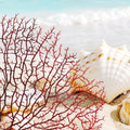Zorfeter 2Pcs Red Sea Fan Coral Decorations, 11.8in+6.7in