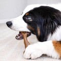 Nylabone Strong Chew Femur Bone Dog Toy Made with Real Bison & Venison