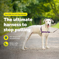 PetSafe Easy Walk Dog Harness