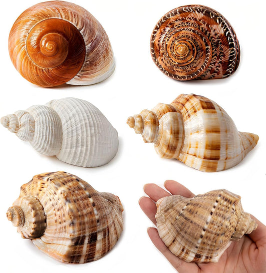 5PCS Large Hermit Crab Shells 2.8"-4" Seashells, Opening 1.5"-2.5"