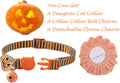 BoomBone Fall Cat Collar with Bell and Pumpkin Charm