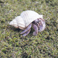 3.5oz Hermit Crabs Substrate, Ideal for Hermit Crab Supplies for Tank Habitat