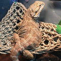 kathson Bearded Dragon Hammock,Lizard Lounger Reptile Tank Hanging Plants Climbing Jungle Vines Flexible Leaves Decorati