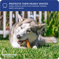 Downtown Pet Supply Jumbo Bully Sticks for Dogs - Natural Beef Chews, Low-Odor & Rawhide-Free, Long Lasting Dog Treats f