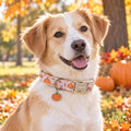 Faygarsle Cute Pink Fall Dog Collar Pumpkin and Leaves Pattern for Autumn