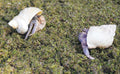 3.5oz Hermit Crabs Substrate, Ideal for Hermit Crab Supplies for Tank Habitat