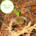 CTWPets Clean Up Crew Bites, Isopod Food & Springtail Food, 2.5 oz