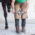 SURGICAL ONLINE Premium Hoof Tester for Horses - 13" Size, Veterinary-Grade, Surgical Stainless Steel, Autoclavable, Cor