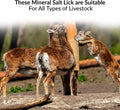 100% Natural Himalayan Rock Deer Salt Licking Block - Animal Licking Mineral Salt Block, Natural Feed Salts Bricks For D