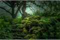 Forest Aquarium Background Dense Woods Moss Natural Landscape Reptile Tank Background Lush Green Tropical Rainforest Jun