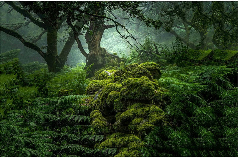 Forest Aquarium Background Dense Woods Moss Natural Landscape Reptile Tank Background Lush Green Tropical Rainforest Jun
