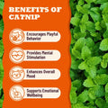 MULTIBITES 13.05oz Catnip Treats for Cats with Taurine for Cats and Vitamins, Crunchy and Soft Cat Treats for Digestive Health & Mood Support - Chicken Flavor, Healthy Cat Treats for Kittens
