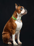Martingale Collar for Large Dogs, Reflective Chain Dog Collar Green, L