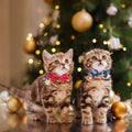 PTDECOR Christmas Cat Collars with Bow, Red Blue Cat Xmas Collar
