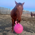 Jolly Pets Horsemen's Pride 10" Horse Jolly Ball Bubble Gum Scented, 410 PK