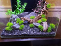 Natural Slate Stone 5 to 7 Inches - USA Sourced and Packaged for Aquascaping Aquariums, Terrariums, Paludariums, Reptile