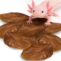 SunGrow 10 Pack Axolotl Indian Almond Leaves for Aquarium, 5-Inches, Catappa Leaf Soothes Pet’s Slime Skin, Aquarium Wat