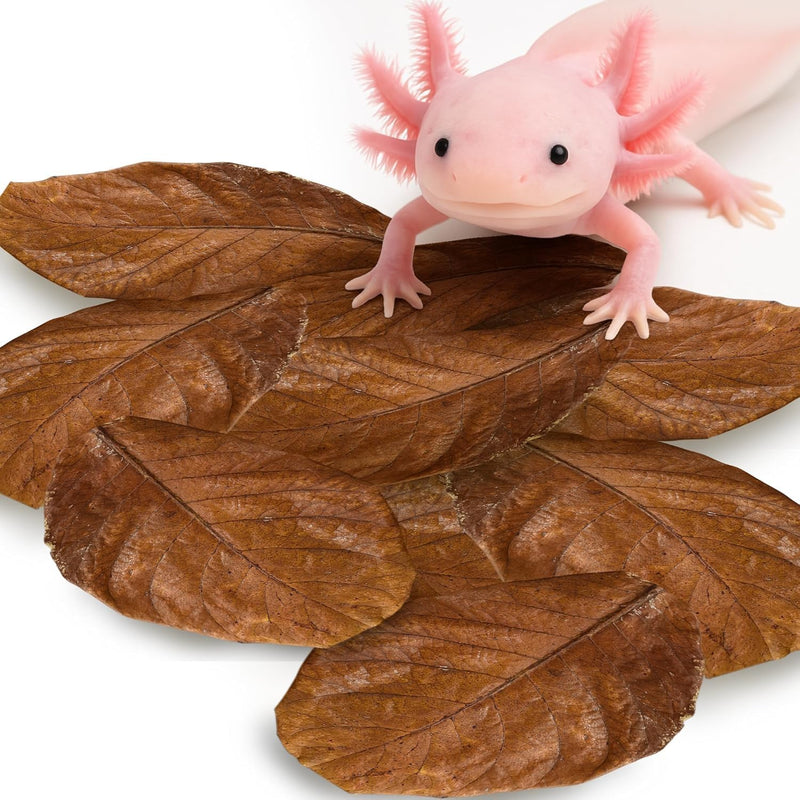 SunGrow 10 Pack Axolotl Indian Almond Leaves for Aquarium, 5-Inches, Catappa Leaf Soothes Pet’s Slime Skin, Aquarium Wat
