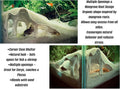 Aquarium & Terrarium Corner Underground Cave – Faux Mangrove Root Hideout for Betta, Corydoras, Shrimp, Geckos & Snakes 