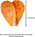 Hermit Crab Tank Accessories – 10 Pcs 6" Indian Almond Catappa Leaves, Natural Leaf Litter for Hermit Crab Habitats, Aqu